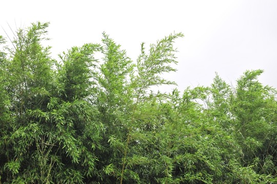 竹林 竹子 翠竹