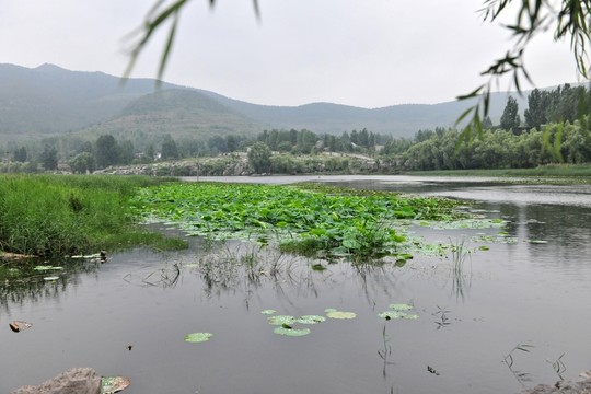 荷花池  河岸風(fēng)景