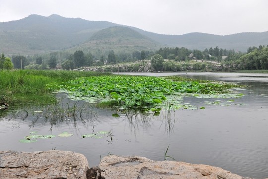 河岸風(fēng)景  荷花池