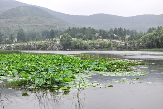 荷花池  湖水  水塘