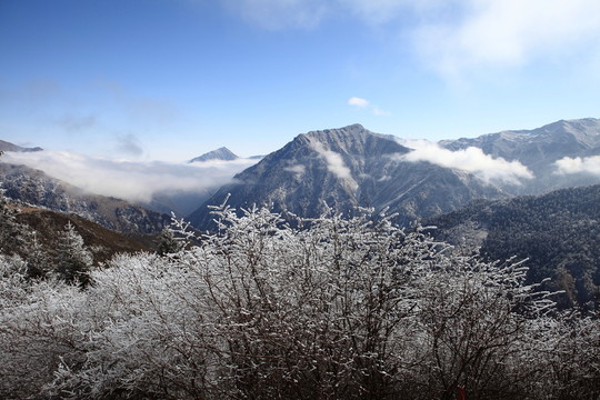 高山霧凇