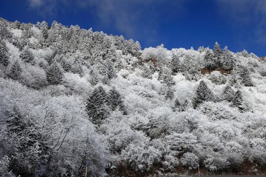 高山霧凇