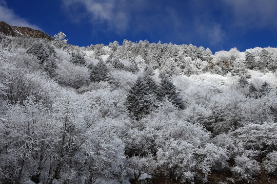 高山霧凇