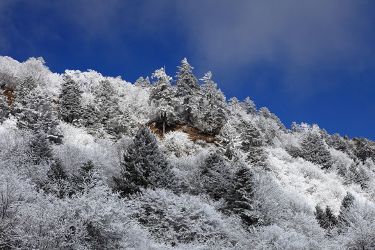高山霧凇