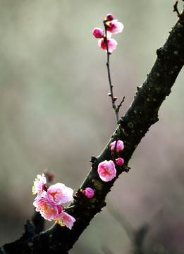 梅花 花 花卉