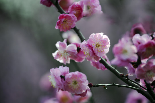 梅花 花 花卉