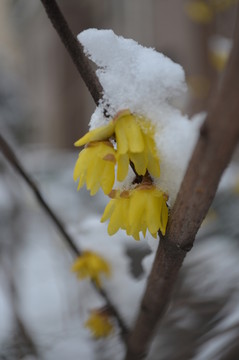 白雪黃梅