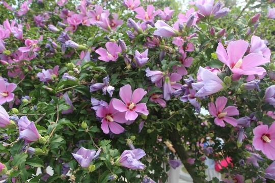 格?；? 紫花  花草