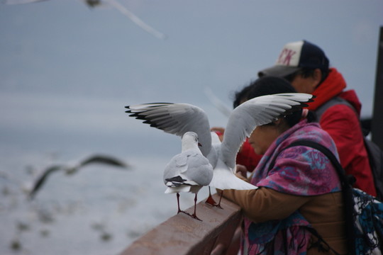 海鷗