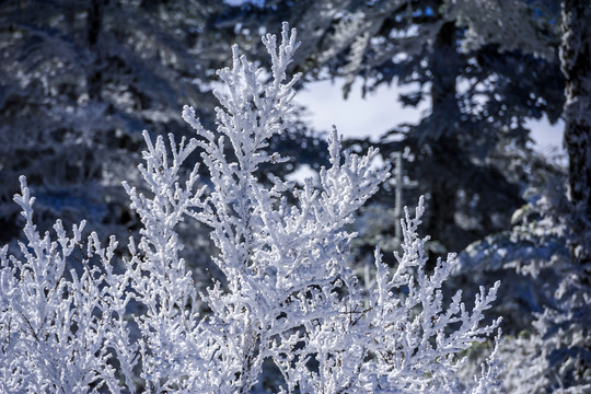 霧凇 昆明轎子雪山