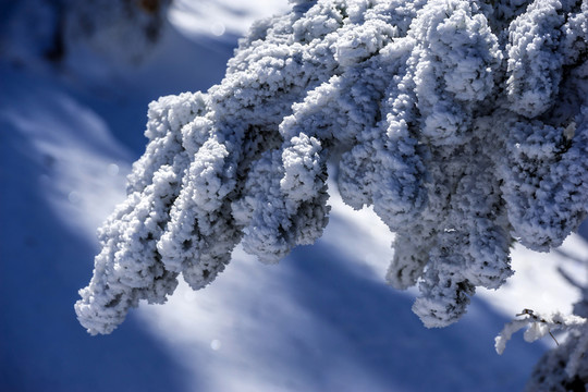 霧凇特寫(xiě) 昆明轎子雪山