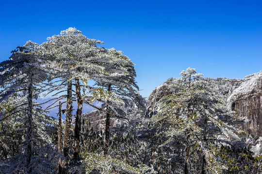 雪景 轎子雪山