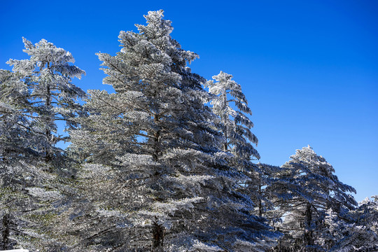 冷杉雪景