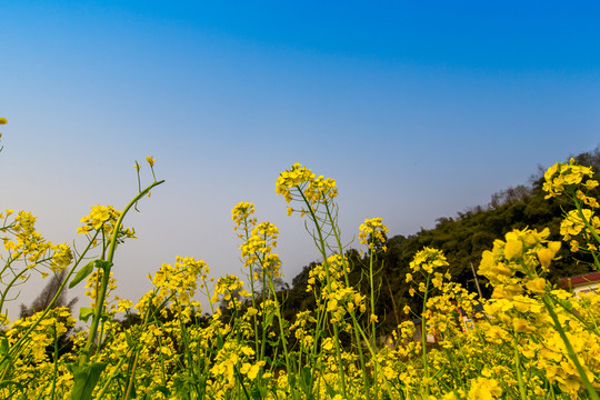 油菜花