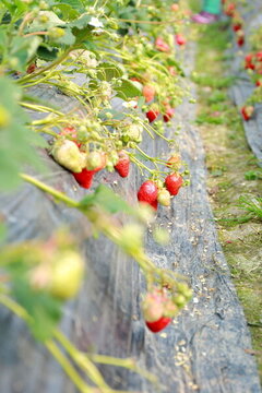 草莓園