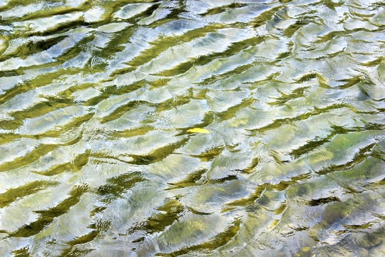 鼎湖山水波