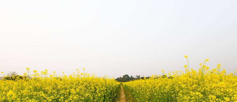 油菜花
