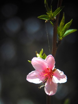桃花