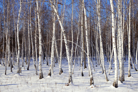 白樺林雪景