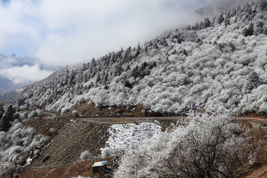 高山霧凇