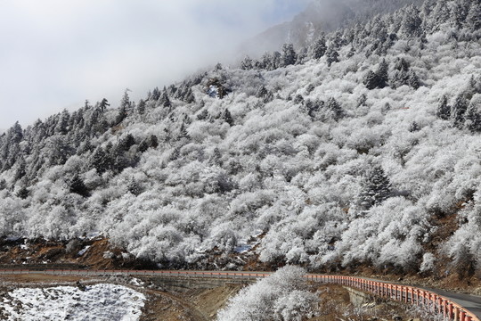 高山霧凇