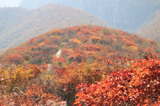靳家?guī)X紅葉