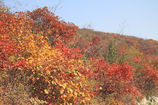 靳家?guī)X紅葉