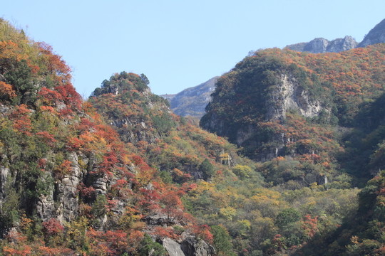 太行山紅葉