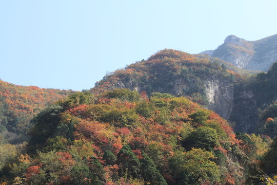 太行山紅葉