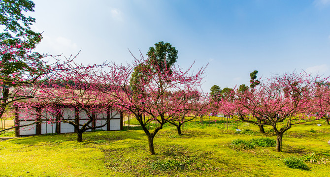 梅花