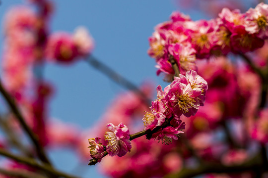 梅花