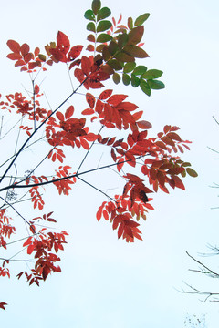 樹枝 樹葉