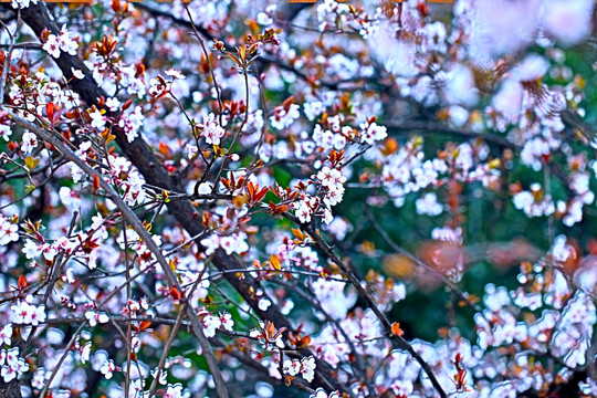 紅葉李