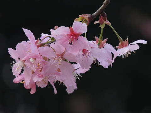 櫻花
