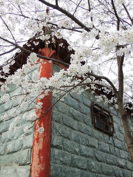 櫻花