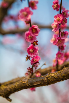 櫻花掛枝頭