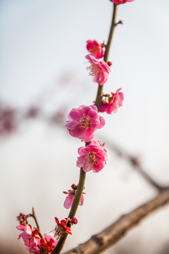 櫻花