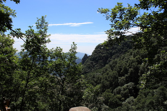山野植物
