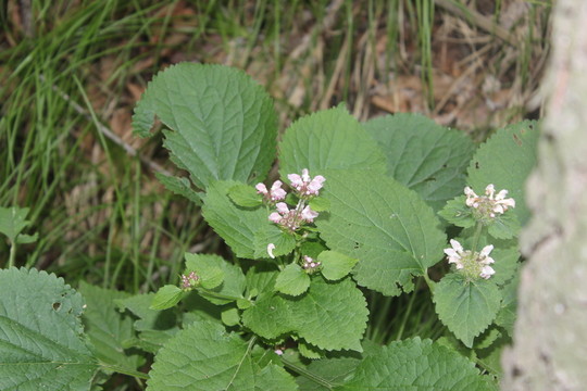 山野植物花卉