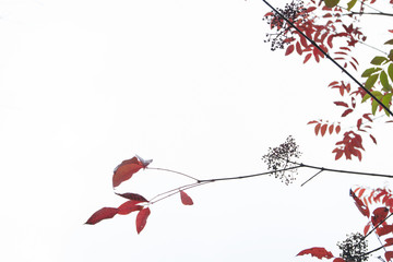 樹(shù)枝 樹(shù)葉 天空