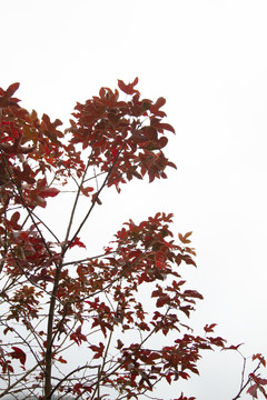 樹(shù)枝 樹(shù)葉