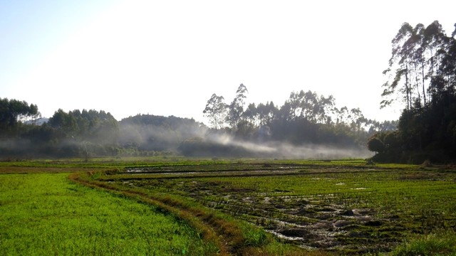 田園