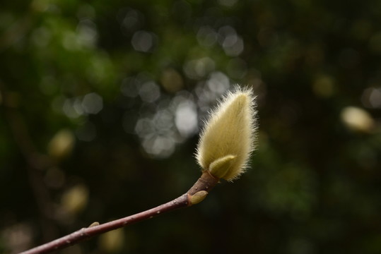 白玉蘭花苞