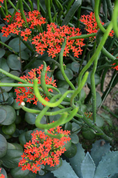 長壽花