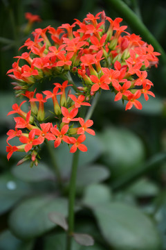 長(zhǎng)壽花