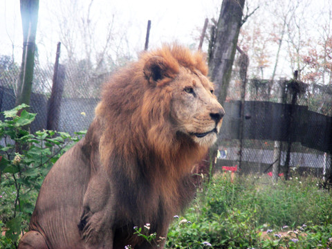動物獅子