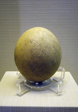 鴕鳥蛋化石