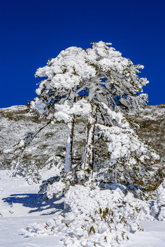 霧凇 昆明轎子雪山