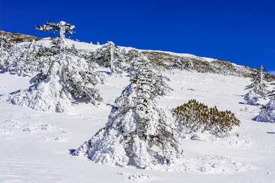 霧凇 昆明轎子雪山