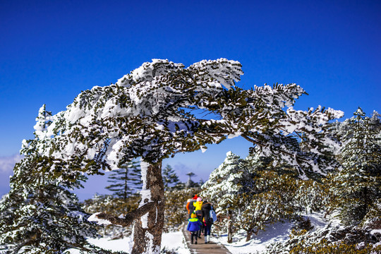 冷杉 昆明轎子雪山